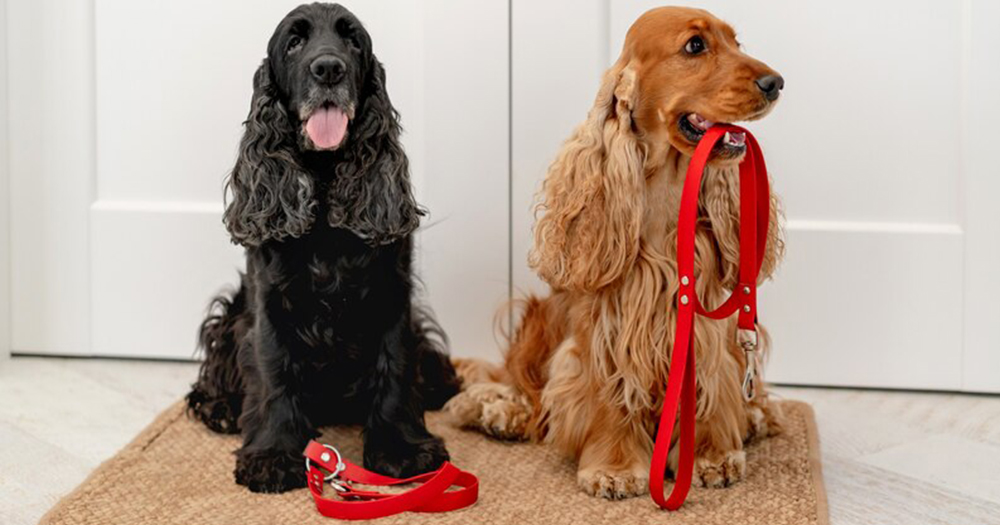 puppy collars and leashes